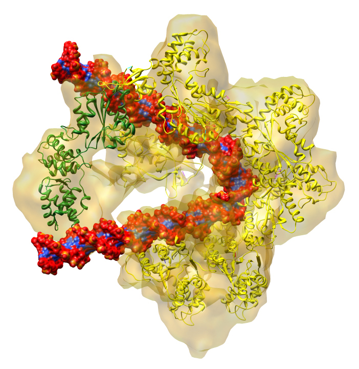 Illustration of a semi-circular, protein complex colored in yellow with red and blue DNA wrapped around it.