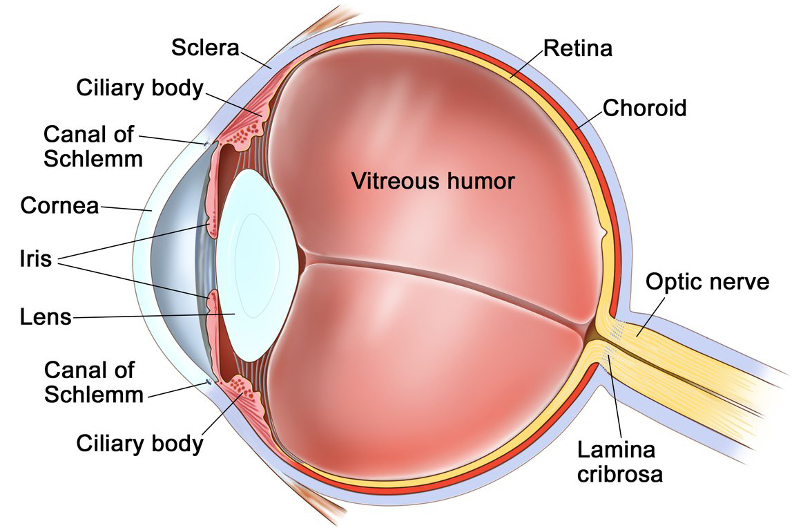 Anatomy of the eye; drawing shows the sclera, ciliary body, canal of Schlemm, cornea, iris, lens, vitreous humor, retina, choroid, optic nerve, and lamina cribrosa.