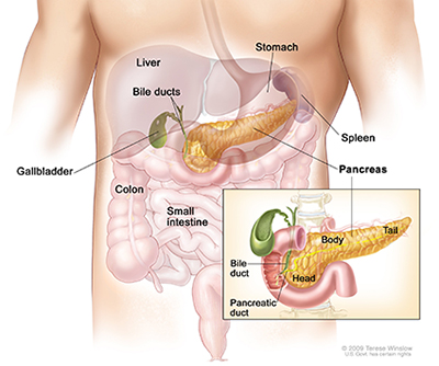 Anatomy of the pancreas