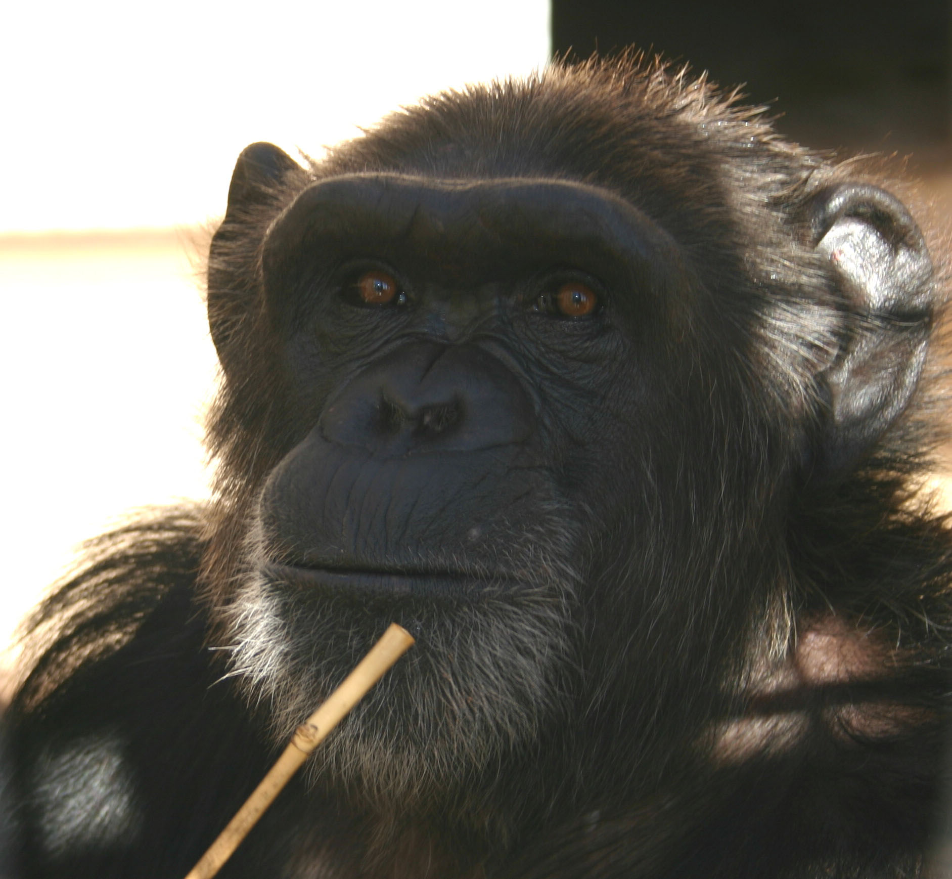 Image of a chimp