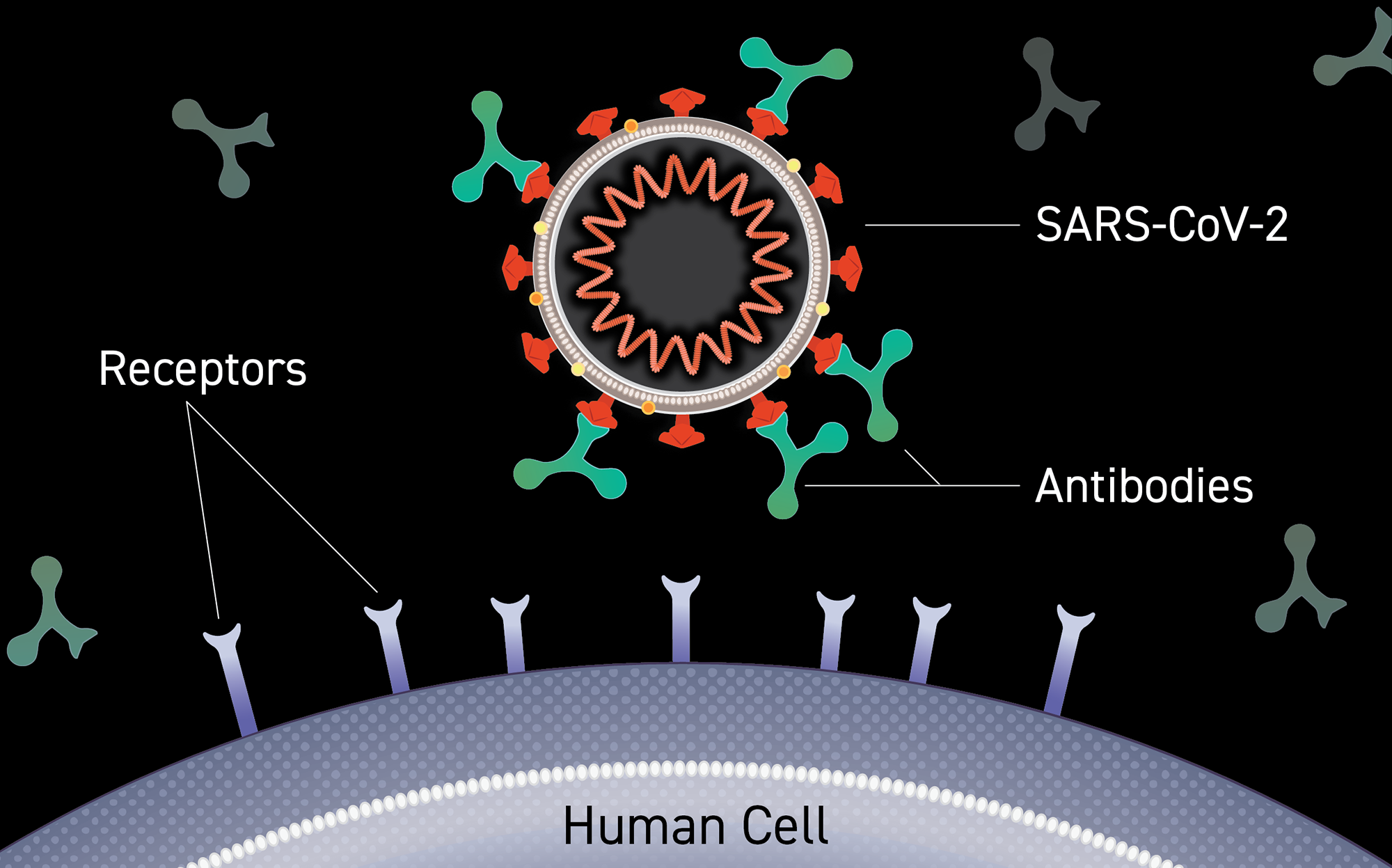 Image of an antibody binding to the surface of a virus