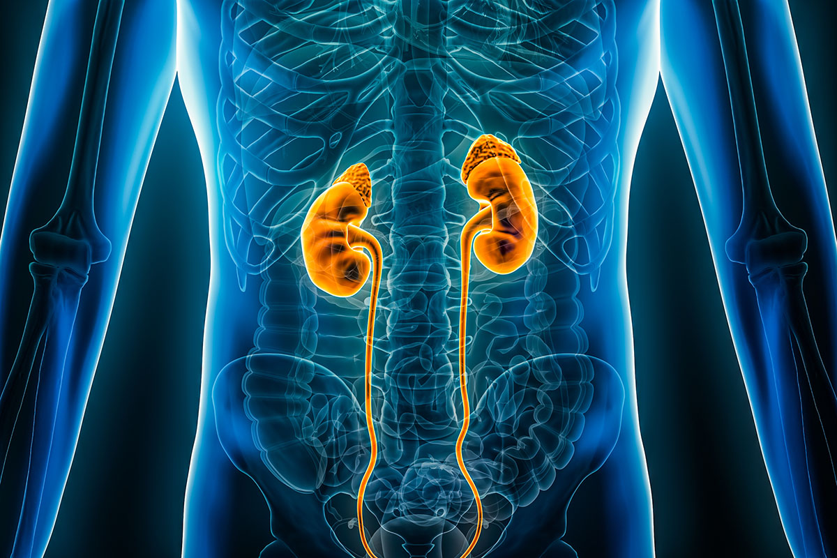 Illustration of kidneys inside the body