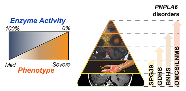 Illustration shows how mutations in the PNPLA6 gene lead to neurological disorders