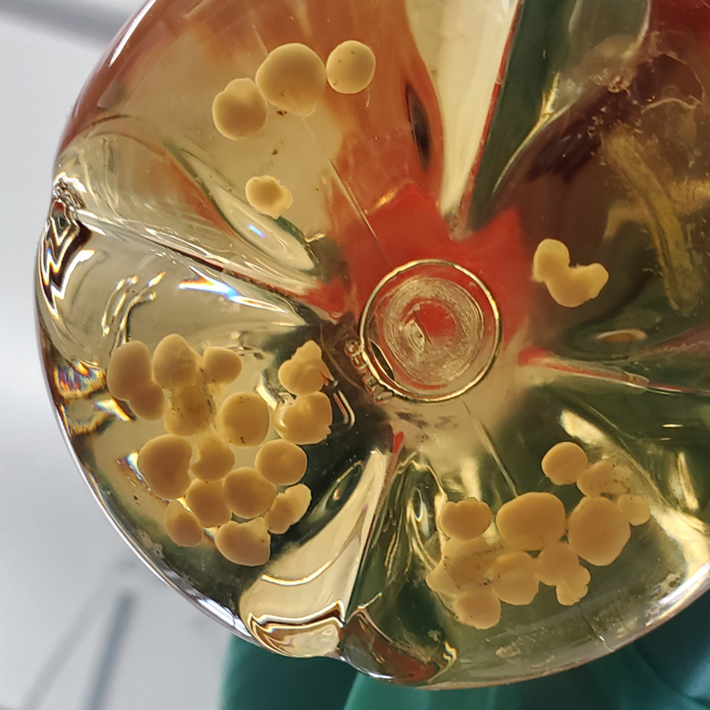 A researcher holds a glass flask containing small spherical human cerebral organoids similar to those used in the CWD study