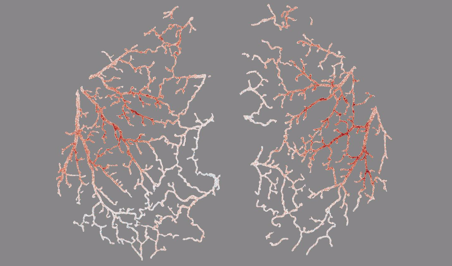 Illustration of blood vessels in the mouse brain