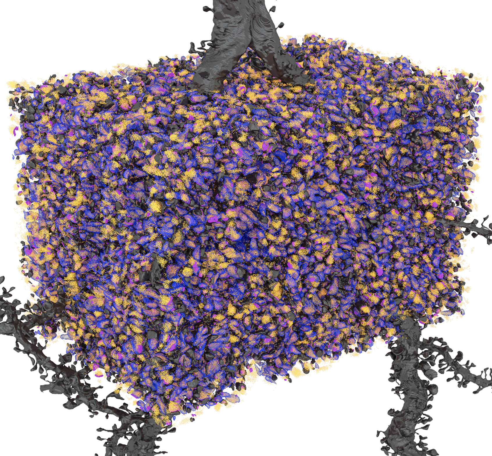 A computer-generated image showing bright orange and purple activity around a bouton, which is highlighted in blue. A computer-generated image showing bright orange and purple activity around a bouton, which is highlighted in blue.