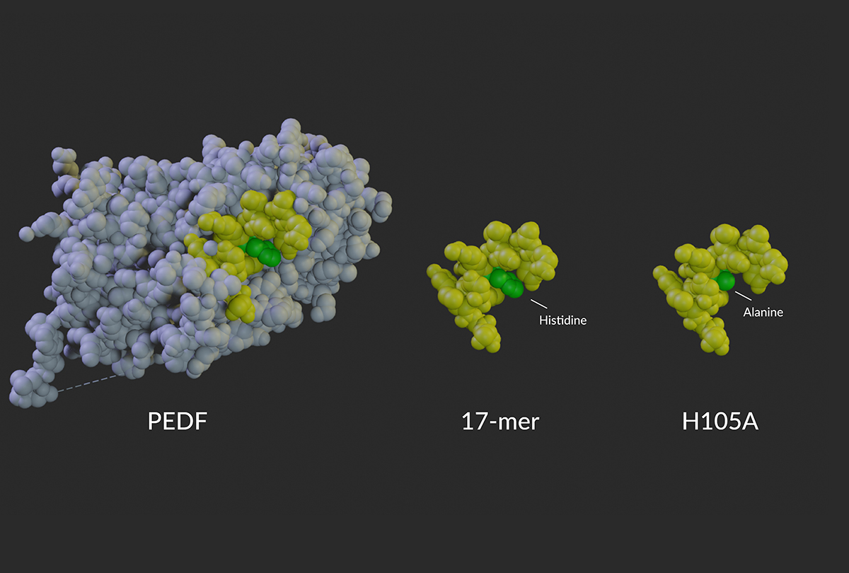 3D image of a model PEDF protein 3D image of a model PEDF protein