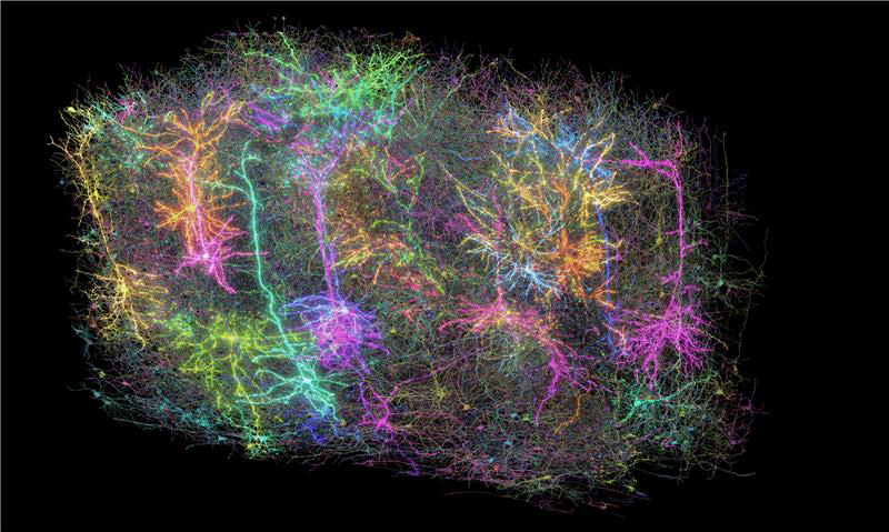 colorful image of a small group of brain cells in the mouse brain. colorful image of a small group of brain cells in the mouse brain.