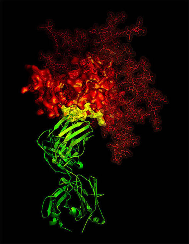 B-12 antibody in contact with a critical target on HIV gp120