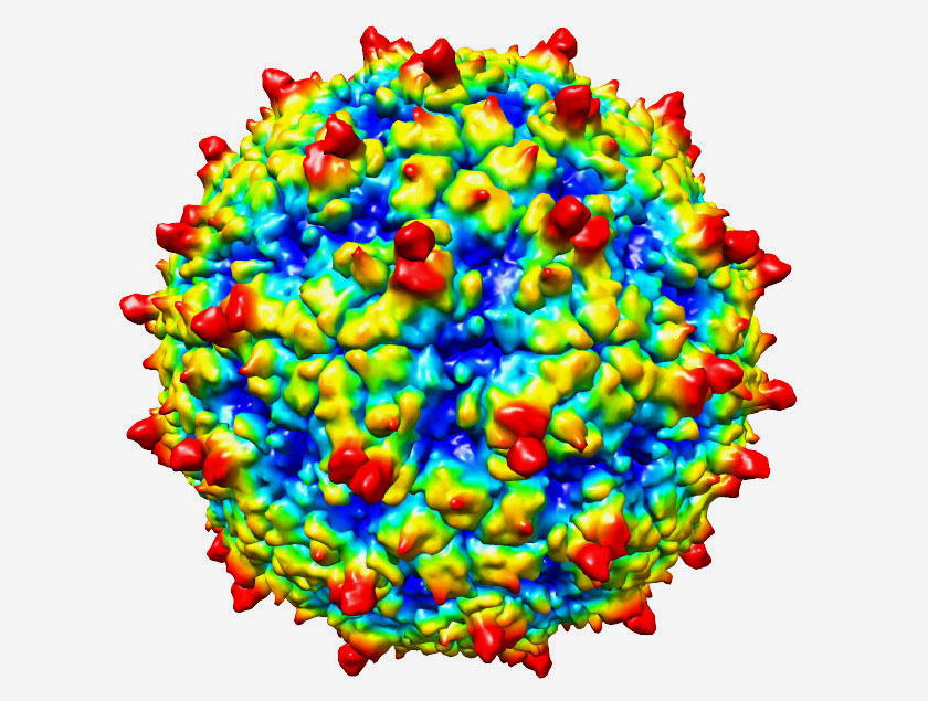 Rhinovirus Meaning In Gujarati