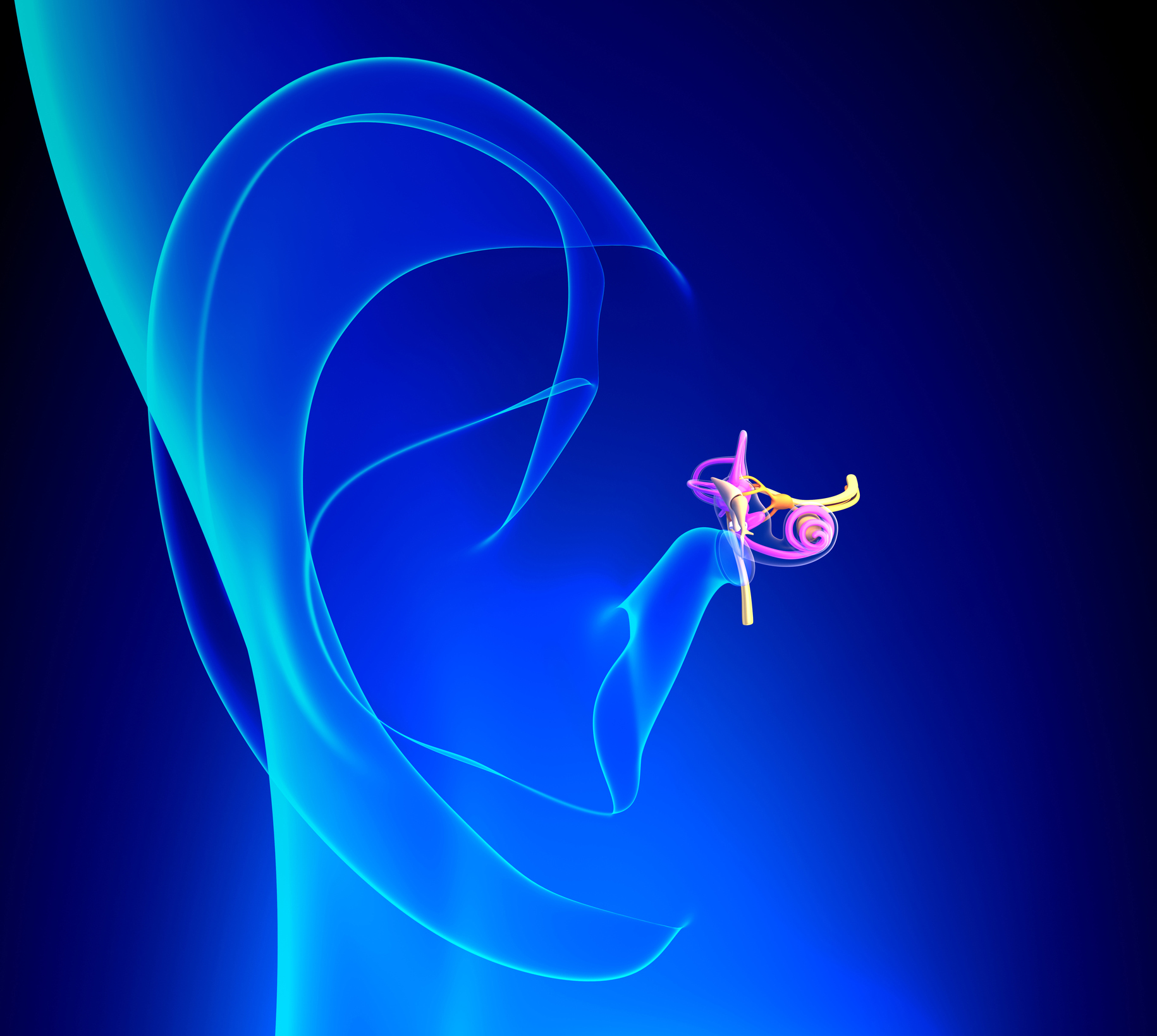 Illustration of inner ear anatomy