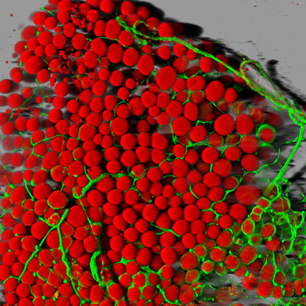 Fat cells and blood vessels.