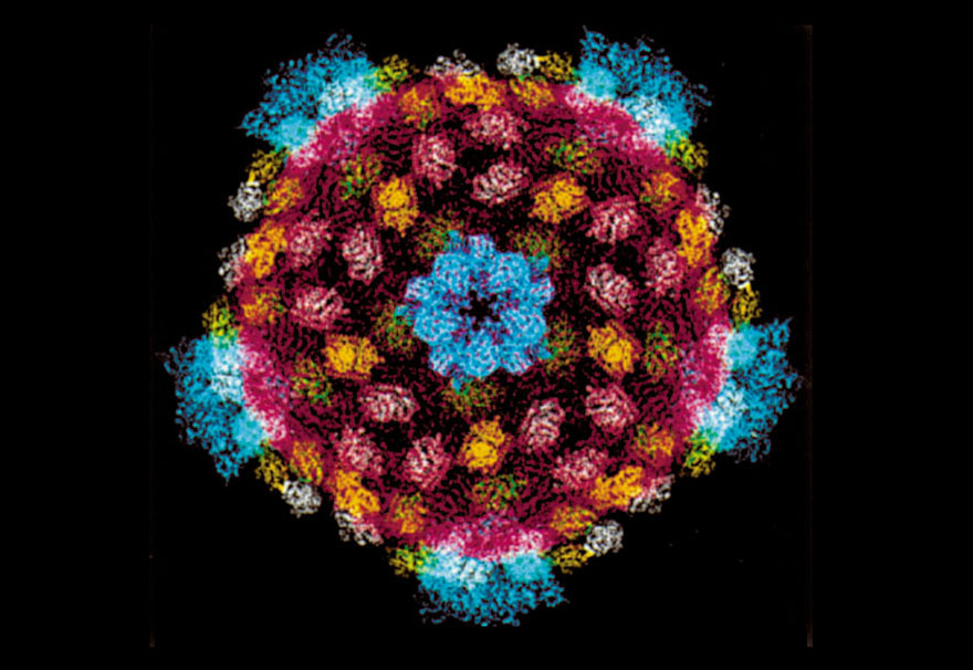 The reovirus core structure