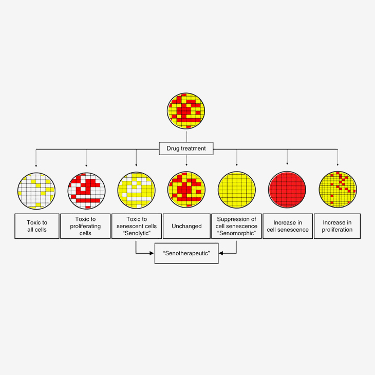 Scheme showing potential outcomes on a cell culture