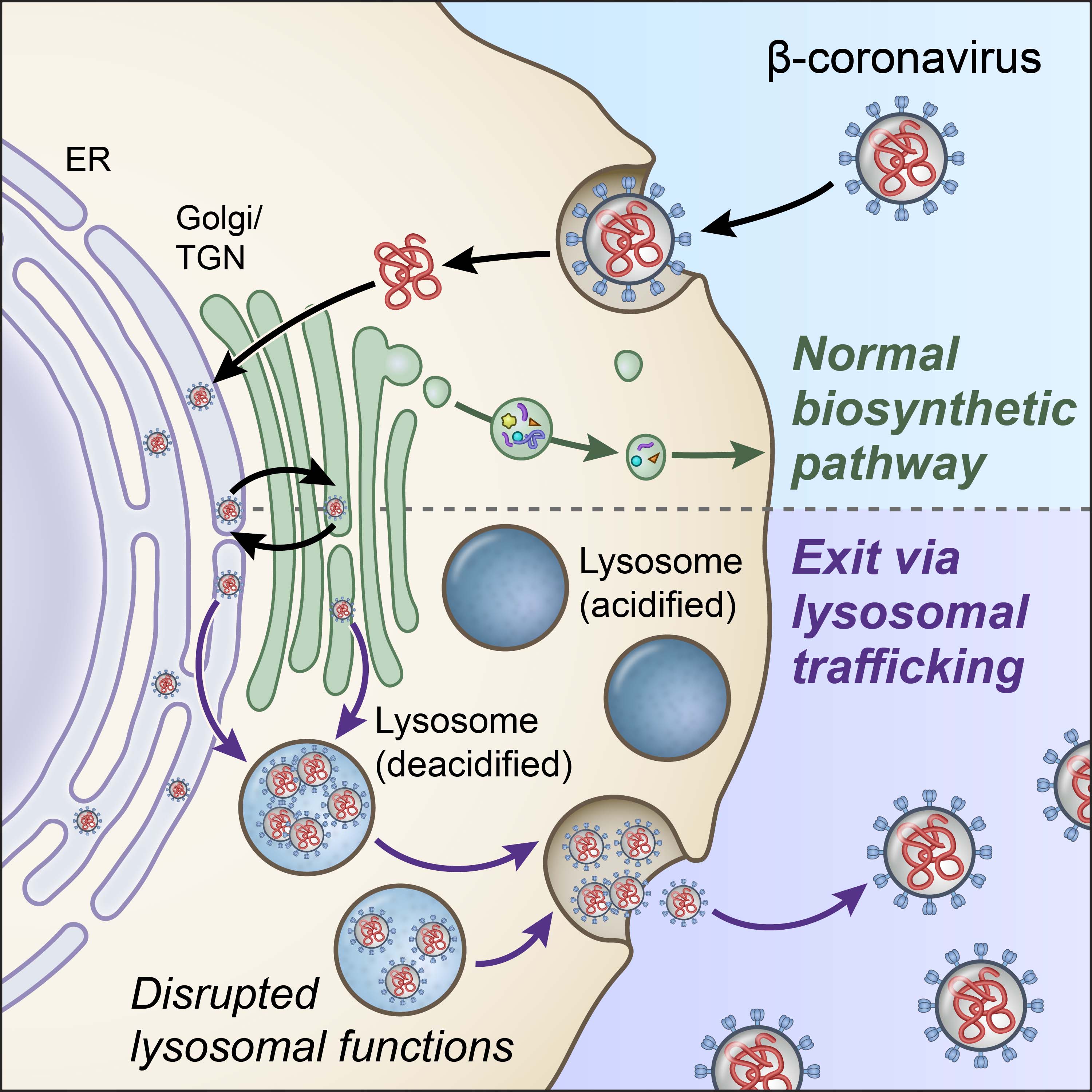 What Is Like A Lysosome