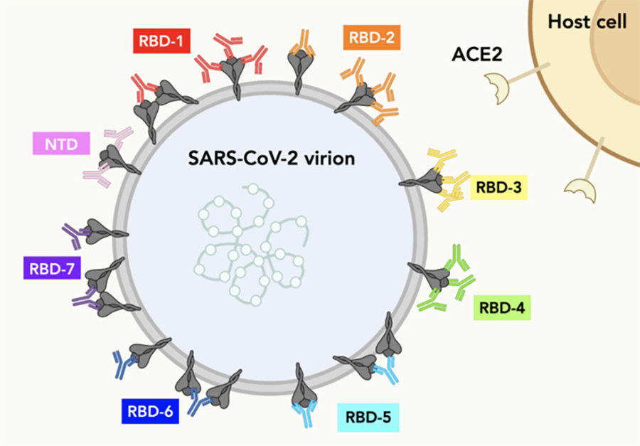 Understanding Sars Cov 2 Antibody Binding National Institutes Of Health Nih