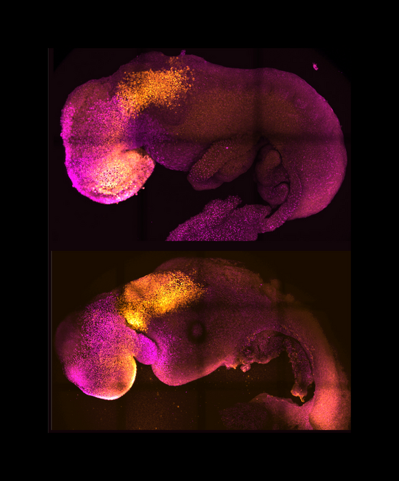 Scientists create a developing mouse embryo model from stem cells ...