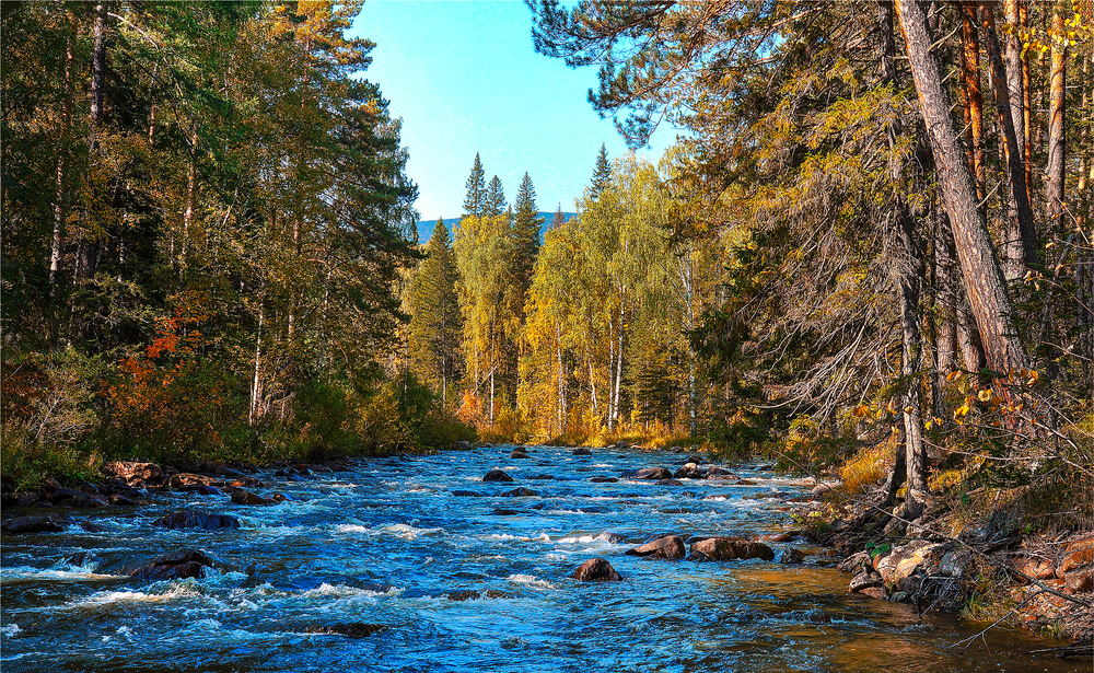 Pristine river running through a forest.