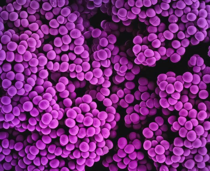 Methicillin-resistant Staphylococcus aureus, or MRSA, bacteria. Methicillin-resistant Staphylococcus aureus, or MRSA, bacteria.