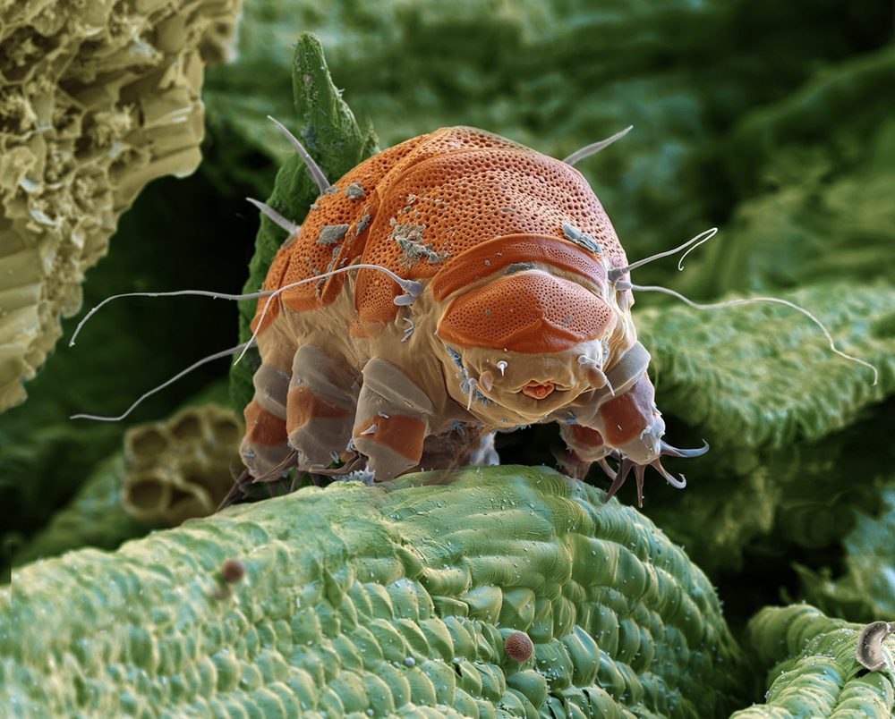 High-resolution image of a tardigrade, or water bear. High-resolution image of a tardigrade, or water bear.