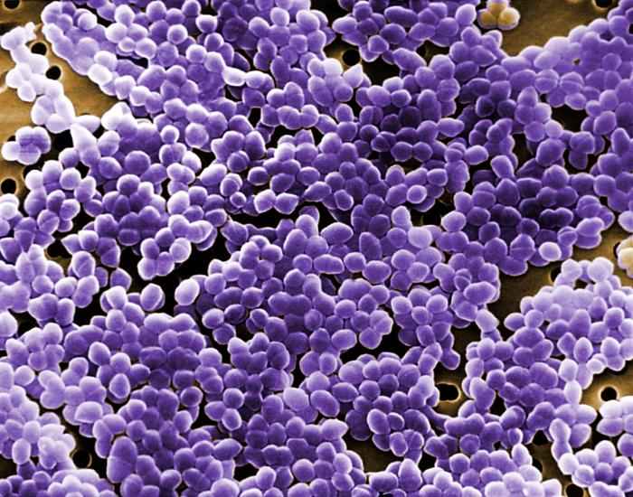 Digitally colorized scanning electron microscopic image showing large field of Enterococcus bacteria. Digitally colorized scanning electron microscopic image showing large field of Enterococcus bacteria.