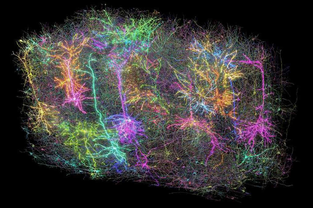 Colorful image of numerous interconnected cells in the mouse brain. Colorful image of numerous interconnected cells in the mouse brain.