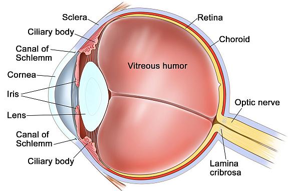 Eye Diseases and Treatments Anatomy of the eye; drawing shows the sclera, ciliary body, canal of Schlemm, cornea, iris, lens, vitreous humor, retina, choroid, optic nerve, and lamina cribrosa.