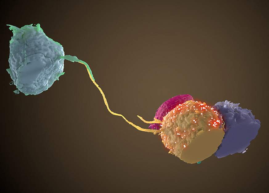 NIH Image GalleryFollow Contact bridge between HIV infected cell and uninfected cell NIH Image GalleryFollow Contact bridge between HIV infected cell and uninfected cell