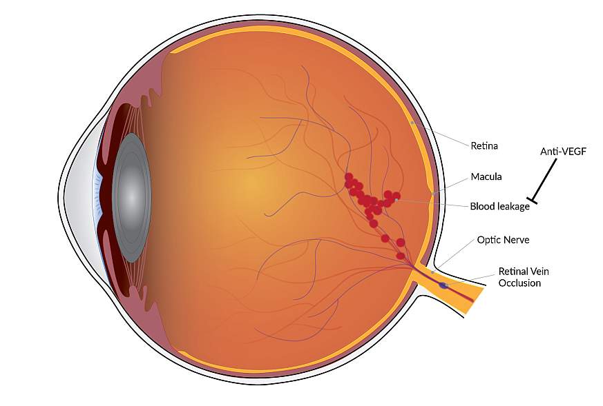 Illustration of the interior of the human eye Illustration of the interior of the human eye