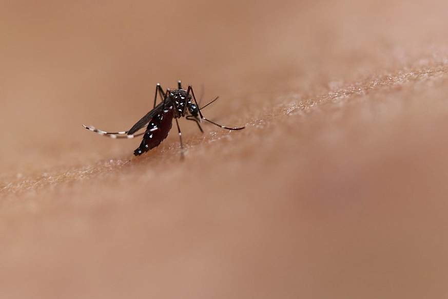 Aedes Mosquito Aedes Mosquito