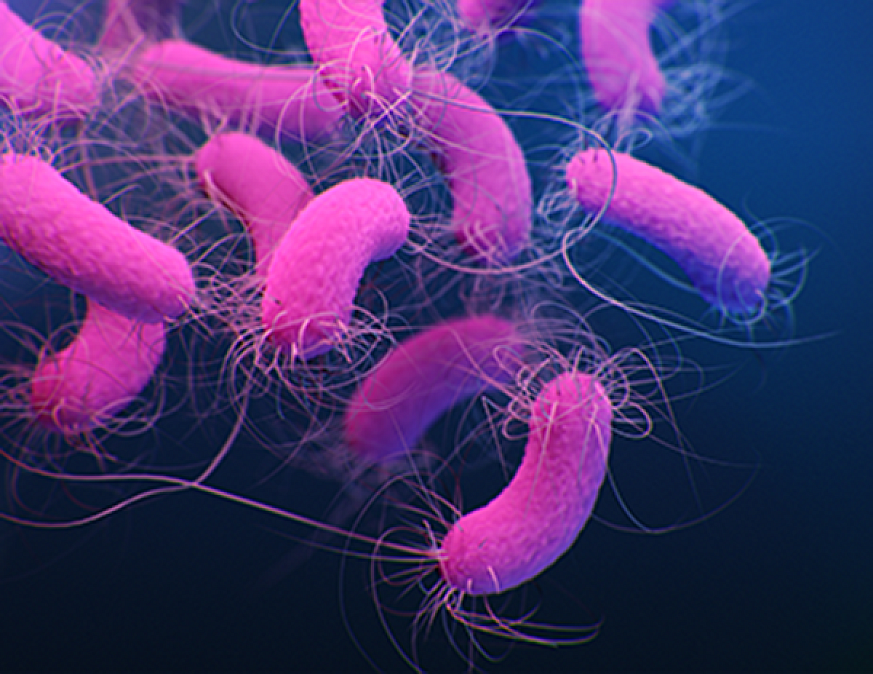 Pseudomonas Aeruginosa Pseudomonas Aeruginosa