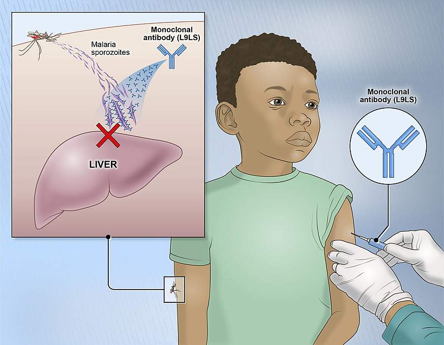 Illustration that shows how the monoclonal antibody neutralizes the malaria parasite.