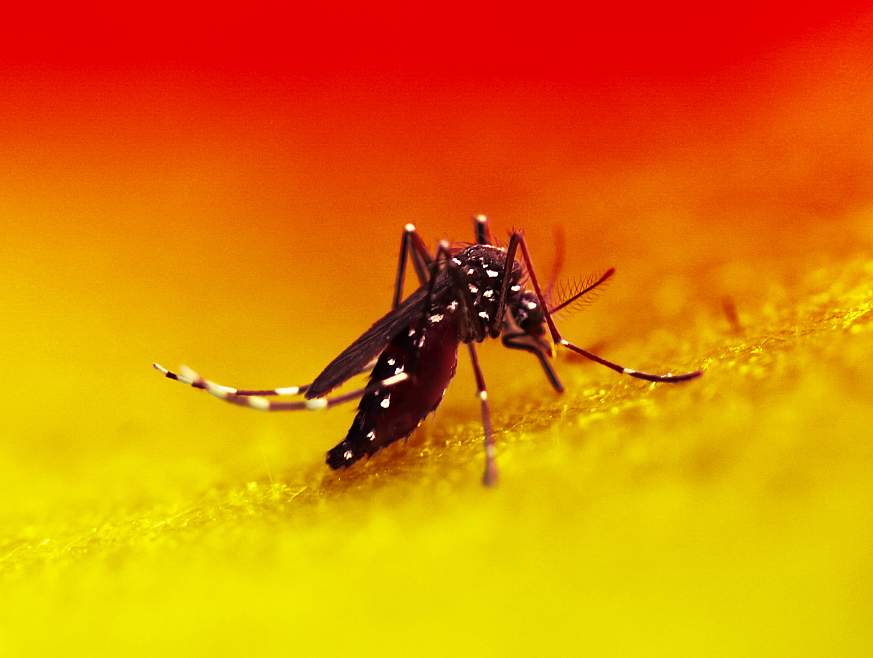 Aedes Mosquito Aedes Mosquito