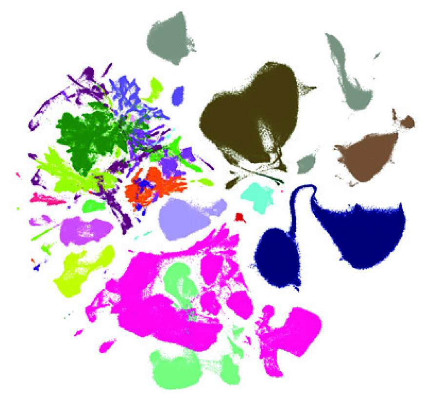 Picture of multi-colored, “splotchy” graph used to visualize the different cell types which analyzed in a study of aging on the mouse brain. Picture of multi-colored, “splotchy” graph used to visualize the different cell types which analyzed in a study of aging on the mouse brain.