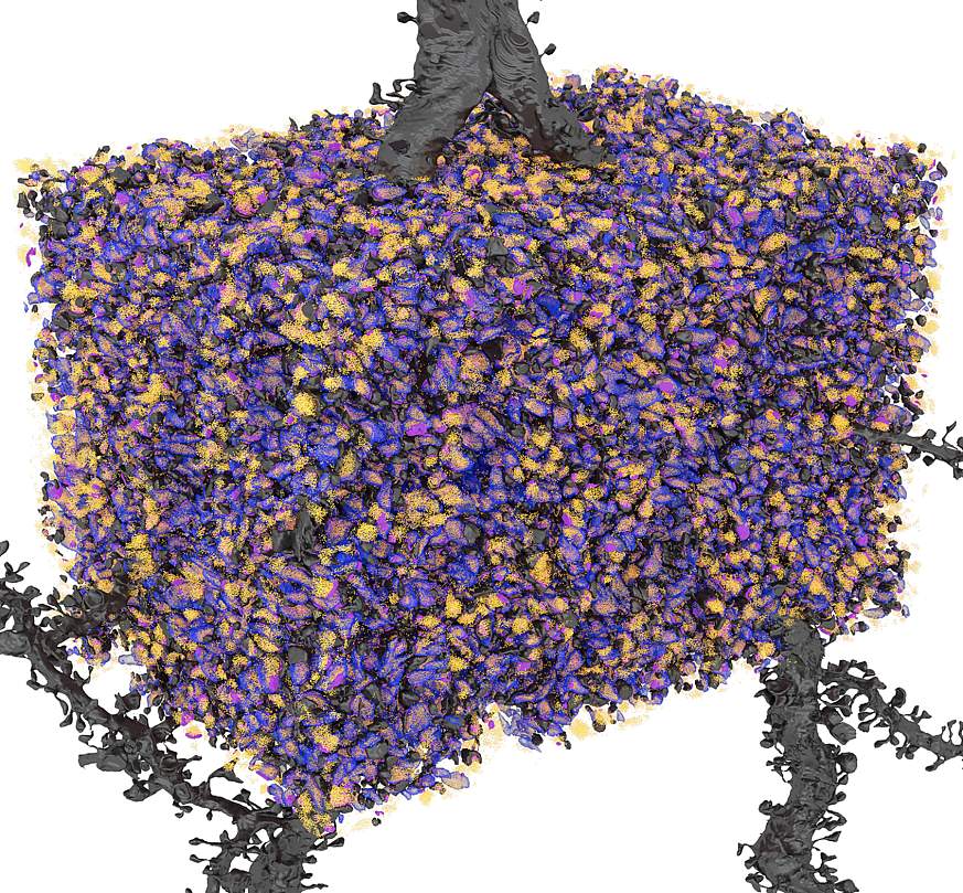 A computer-generated image showing bright orange and purple activity around a bouton, which is highlighted in blue. A computer-generated image showing bright orange and purple activity around a bouton, which is highlighted in blue.