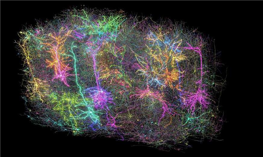 colorful image of a small group of brain cells in the mouse brain. colorful image of a small group of brain cells in the mouse brain.