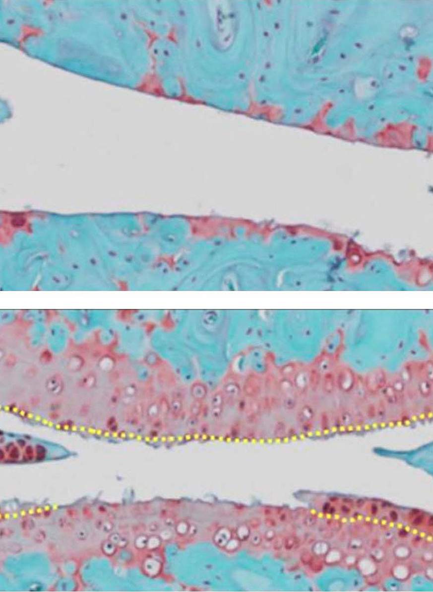 Mouse knee joints Mouse knee joints