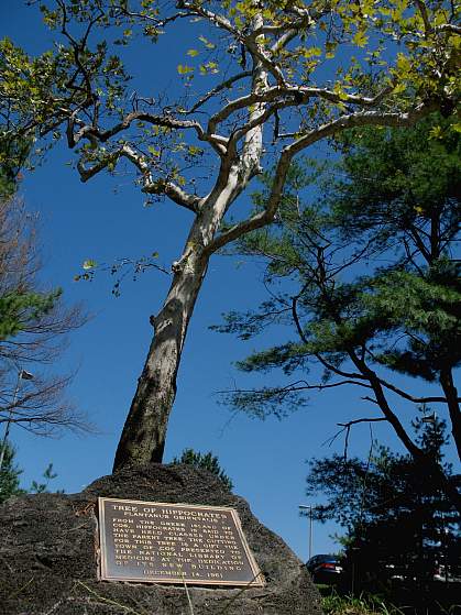 Tree of Hippocrates on NIH Campus Tree of Hippocrates on NIH Campus.