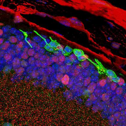 Image of photoreceptors in the mouse eye Image of photoreceptors in the mouse eye