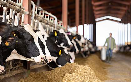 Black and white Holstein dairy cows sticking their heads through a stall fence and eating hay while a farmer carries a jug of milk in the background. Black and white Holstein dairy cows sticking their heads through a stall fence and eating hay while a farmer carries a jug of milk in the background.