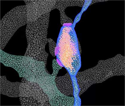 A computer-generated 3D image of orange and purple strands forming a rectangular prism around a synapse. A computer-generated 3D image of orange and purple strands forming a rectangular prism around a synapse.