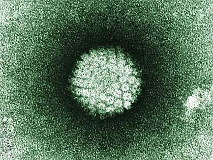 a microscopic image of HPV a microscopic image of HPV