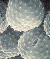 Picture of ragweed pollen grains under the microscope Picture of ragweed pollen grains under the microscope