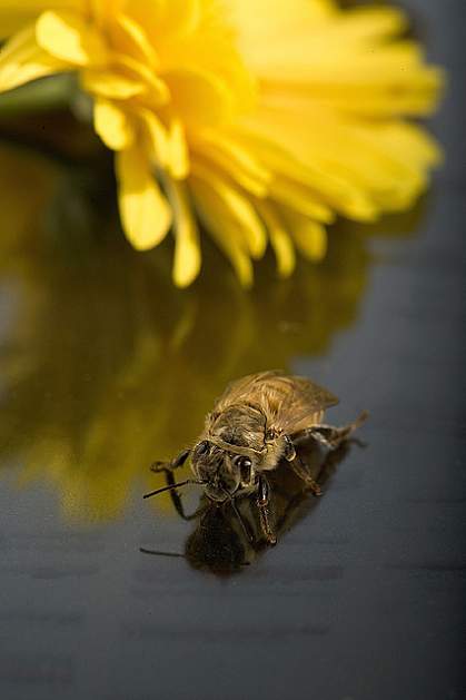 Newly emerged honey bee Newly emerged honey bee