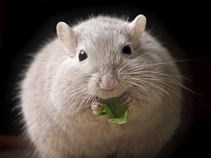 Photo of a mouse Photo of a mouse