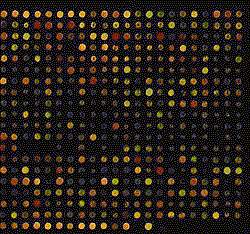 Image of DNA chip has dozens of multicolor spots Image of DNA chip has dozens of multicolor spots