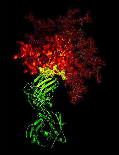B-12 antibody in contact with a critical target on HIV gp120 B-12 antibody in contact with a critical target on HIV gp120