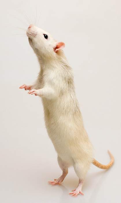 A small young mouse A small young mouse