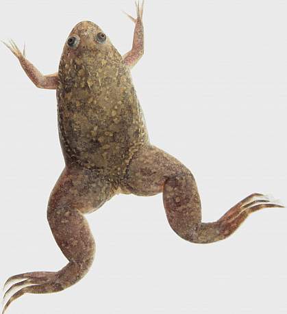 Photo of a frog