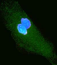 Photo of two blue blobs next to each other in an elliptical green cell Photo of two blue blobs next to each other in an elliptical green cell